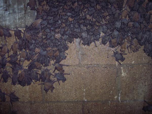 American Bat Removal