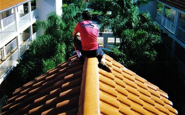 American Bat Removal