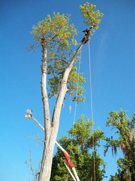 DOA Tree Service
