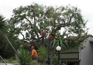 Rock's Tree & Hillside Service Inc.