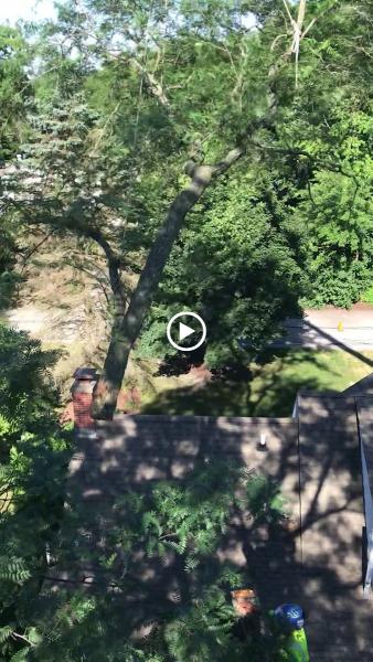 Kramer Tree Specialists