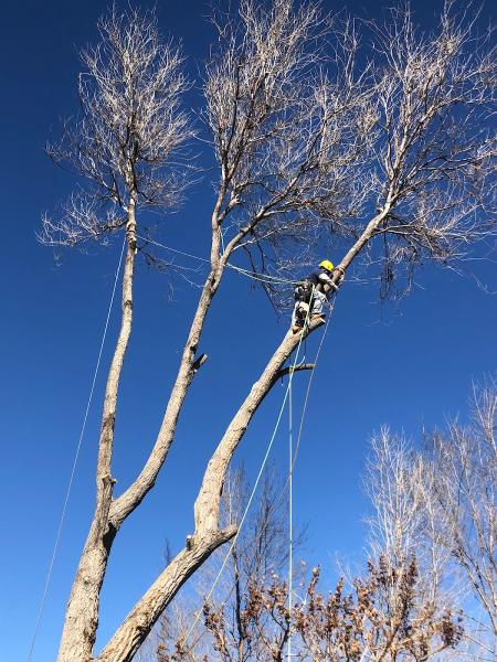 Adams Tree Care