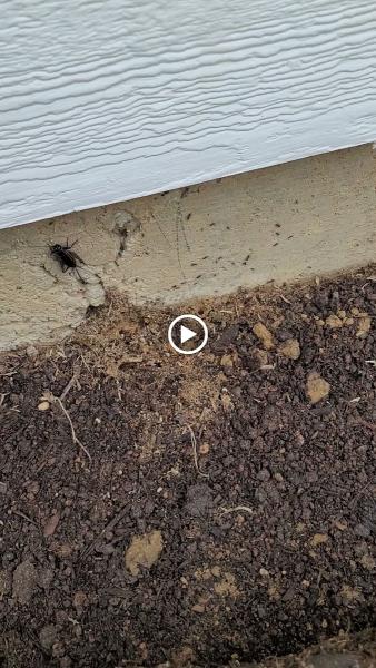 Ecomonitor Pest Control