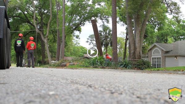 Action Tree Care