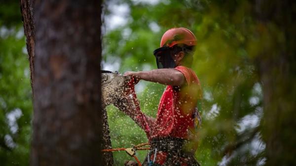 Action Tree Care