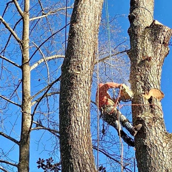 Sergeant Tree Services