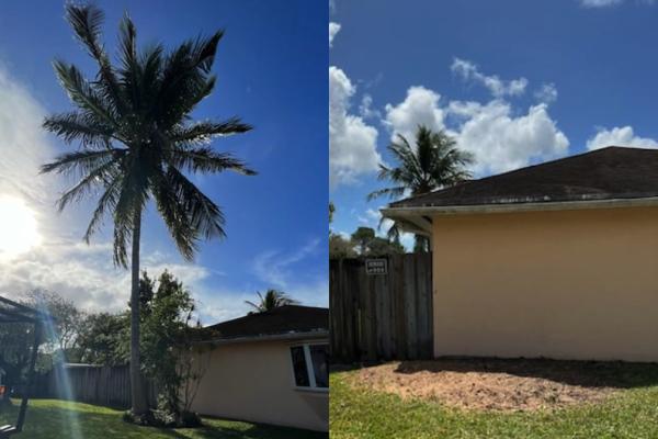 Tropical South Tree Services