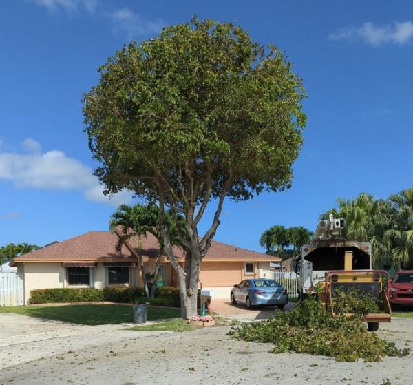 Tropical South Tree Services