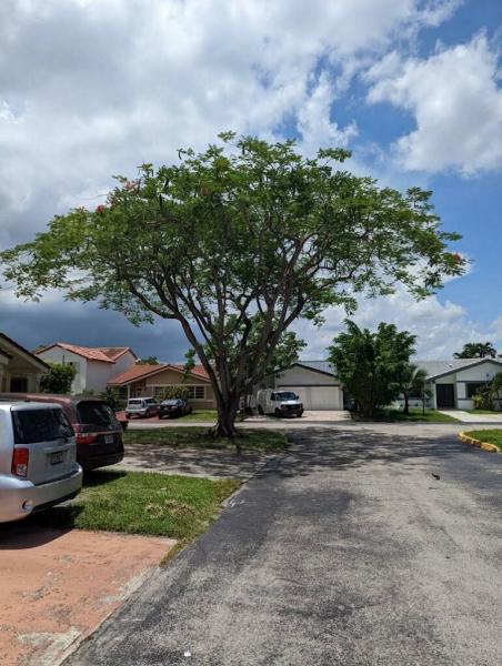 Tropical South Tree Services