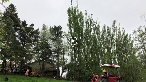 Mossy Tree Care