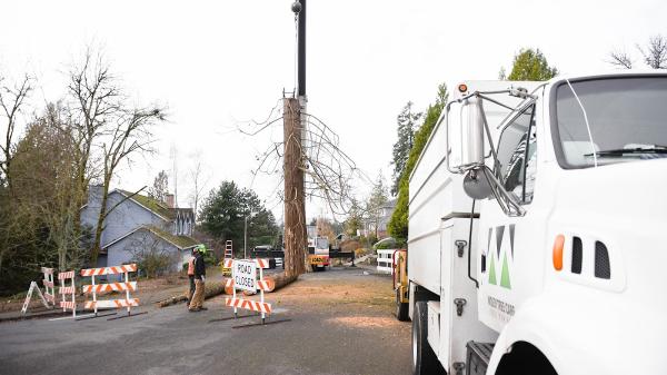 Mossy Tree Care