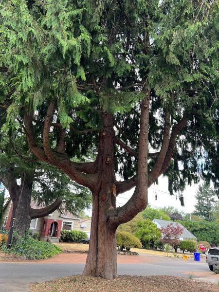 Mossy Tree Care