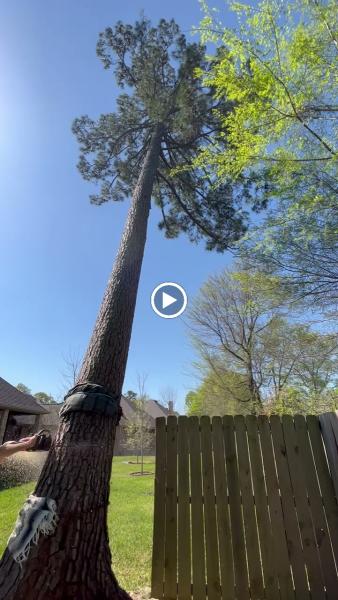 Sunnybrook Tree Service