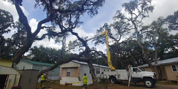 Mike's Tree LLC