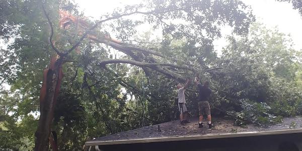 Mike's Tree LLC