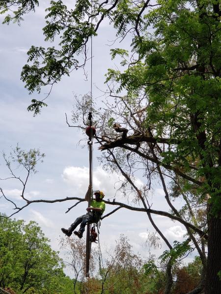 Andrew's Tree Pros