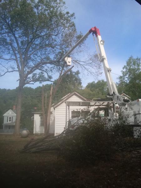 Andrew's Tree Pros