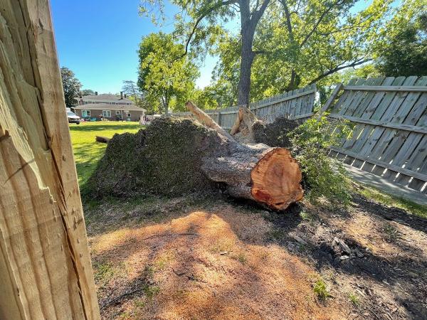Stump Pros Stump Grinding
