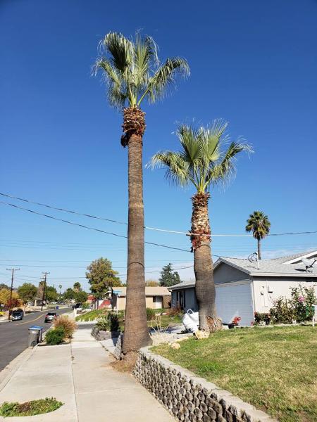 Robs Tree Service