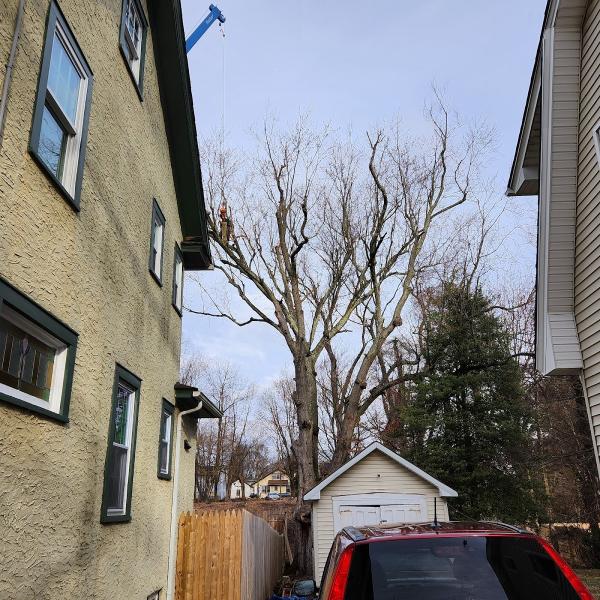 J&L Budget Tree Service