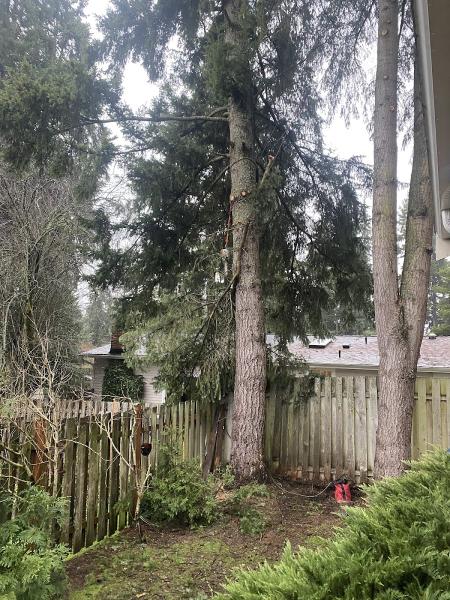 P.i.n.k. Chainsaw Tree Service