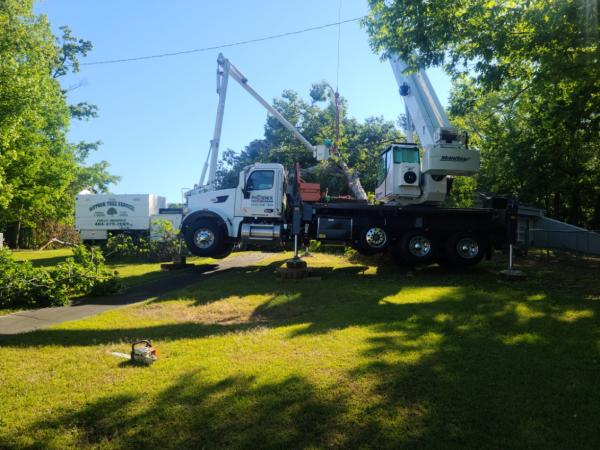 Watson Tree Service