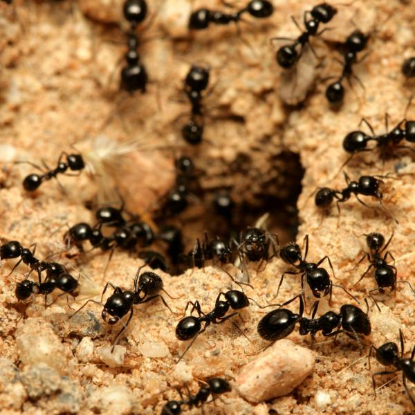 Otis Termite & Pest Control Service