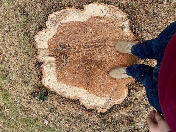 Gallagher Stump Removal