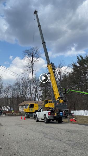 Accurate Tree Service