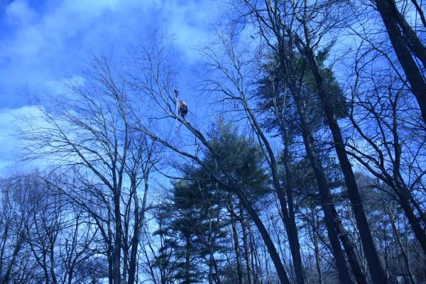 Accurate Tree Service