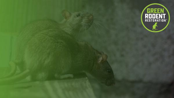 Green Rodent Restoration