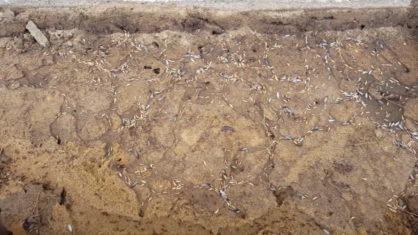 Guardian Preventative Termite & Pest Control