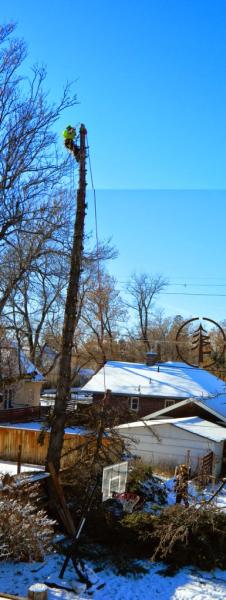 BIG Twig Tree Care