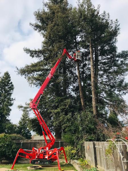 Big T's Trees
