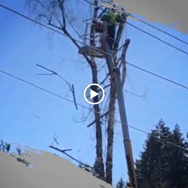 Wever's Tree Service
