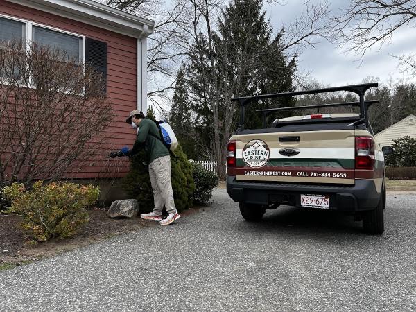 Eastern Pine Pest Control
