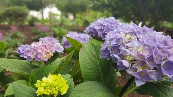 Turner Landscape Design