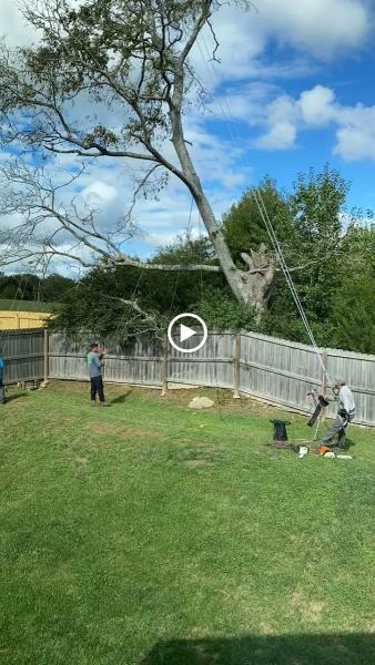 Sky Tree Services LLC