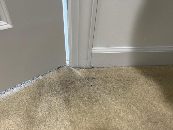 Brighton Carpet Care