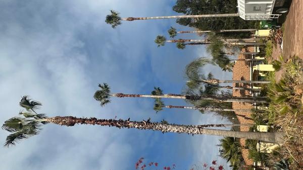 Navarijo's Tree Service