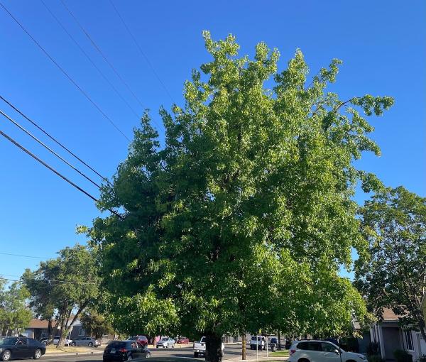 Navarijo's Tree Service