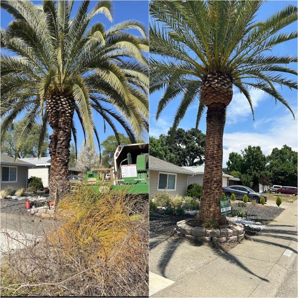 Navarijo's Tree Service