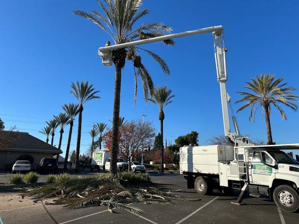 Navarijo's Tree Service