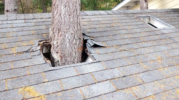 4 A's Tree Services
