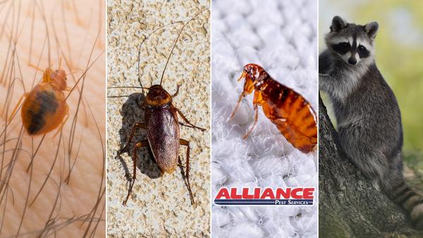 Alliance Pest Services