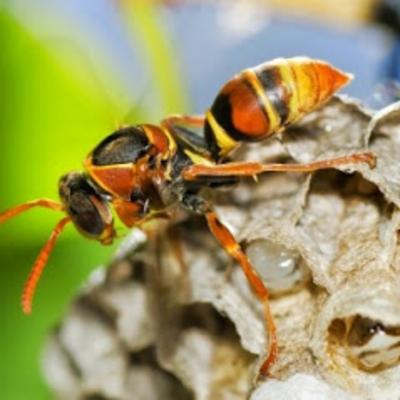 Alliance Pest Services
