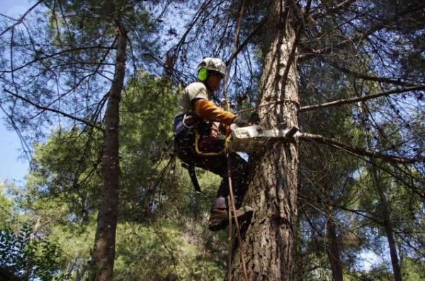 Gerald's Custom Tree Care