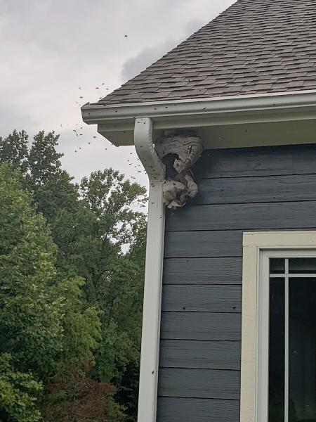 Modern Pest Solutions