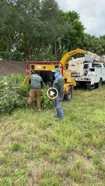 Coastline Tree Service