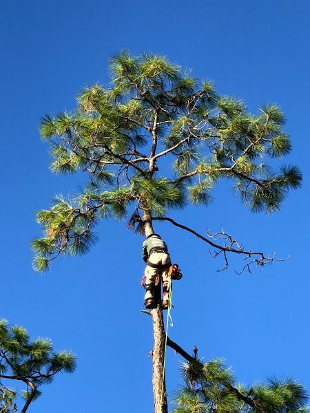 Coastline Tree Service